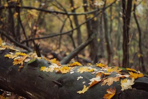 Rainy autumn weather in forest Stock Photos