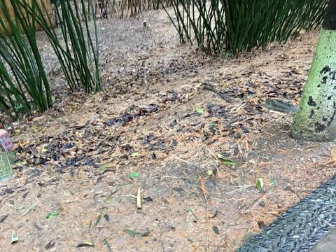 Rainy Bamboo Forest Floor with Fallen Leaves and Litter Stock-Fotos