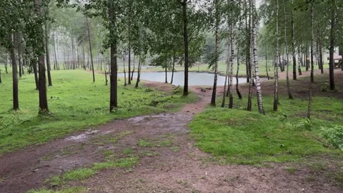 Rainy birch forest path leading to the lake in the park Stock Footage 337302125