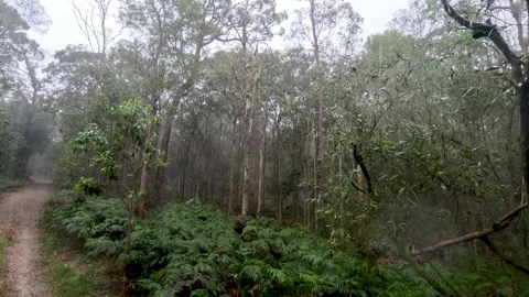 Rainy bushland Stock Footage 244364464