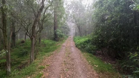 Rainy bushland path Stock Footage 244364524