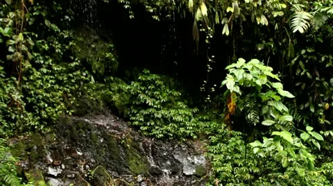 Rainy cloud forest Stock Footage