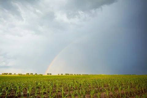 Rainy clouds with a rainbow over the corn field Stock Photos