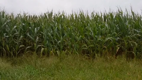 Rainy cornfield crane Stock Footage 97297776