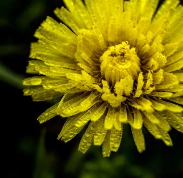  Rainy Dandelion Macro Stock Photos