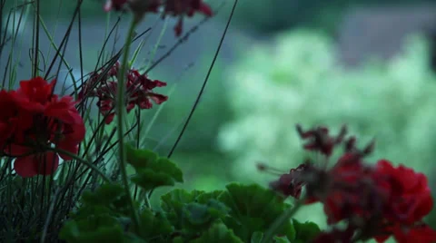 Rainy day 02 Stock Footage 35531519