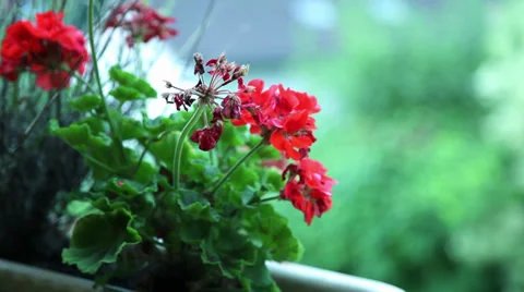 Rainy day 03 Stock Footage 35531511