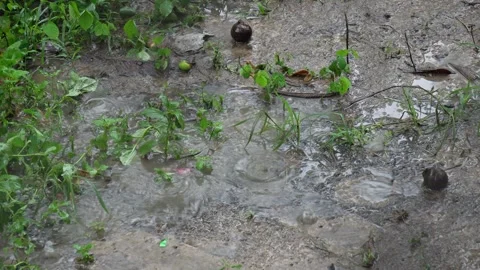 Rainy Day Background of Heavy Downpour Splashing on Muddy Soil. Stock Footage 338030395