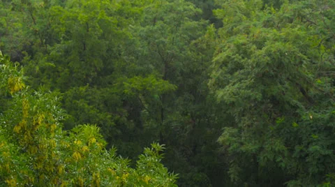 Rainy day on the background of trees Stock Footage 25183134