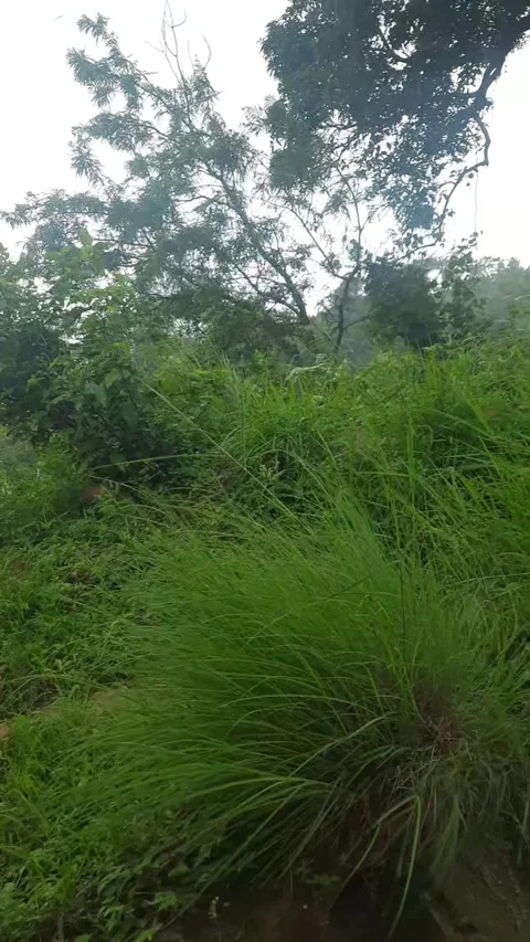 "Rainy Day Bliss: Strong Winds, Swaying Grass, and Dancing Trees" Video stock 301888813