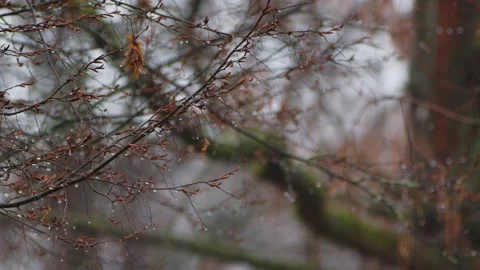 Rainy Day on a Brown Tree in Winter Stock Footage 236179652