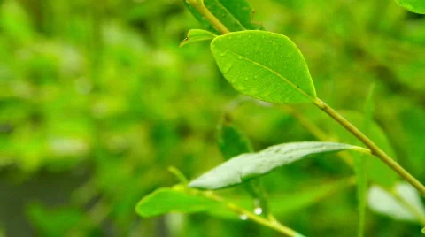 Rainy day on canal 577 Stock Footage 775741