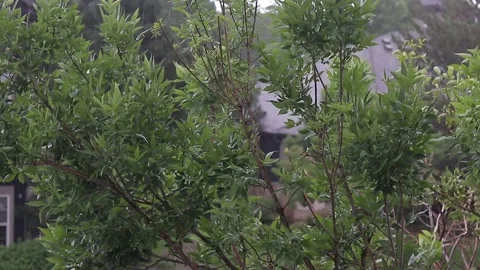 Rainy day in the city Stock-Footage 156675226