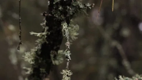 A rainy day close-up video of green leafy branches covered in moss.Earth Day Stock Footage 237164783