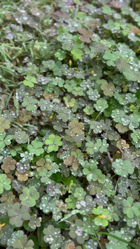 Rainy day clover field Stock Footage 285660853