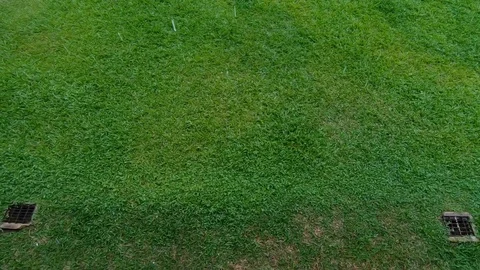 Rainy Day Concept. Rain Falling into the Green Yard. Slow Motion Shot Stock Footage 106651223