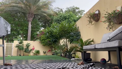 Rainy day in courtyard surrounded by tropical trees calm birds Stock Footage 228209685