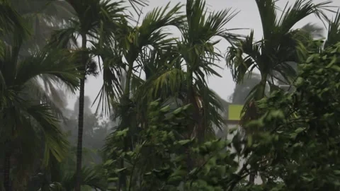 Rainy Day Cyclone and Windy weather Video stock 340001955
