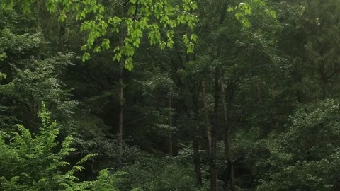 Rainy day in dark forest. Summer rainy days Stock Footage 203950060