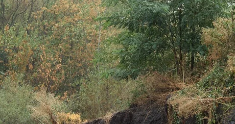 Rainy day in the deciduous forest - 4K/HD stock video Stock Footage 95395883