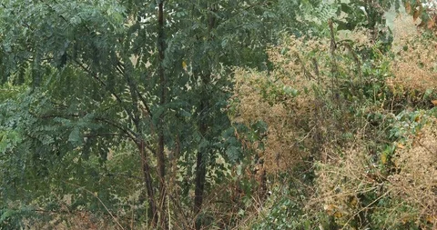 Rainy day in the deciduous forest - 4K/HD stock video Stock Footage 95395886