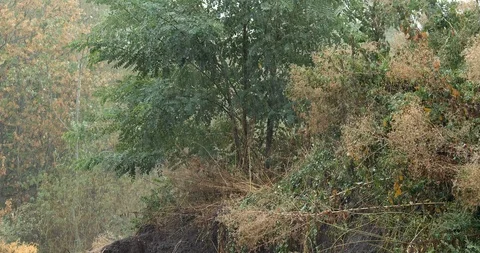 Rainy day in the deciduous forest - 4K/HD stock video Stock Footage 95395889