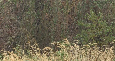 Rainy day in the deciduous forest - 4K/HD stock video Stock Footage 95395891