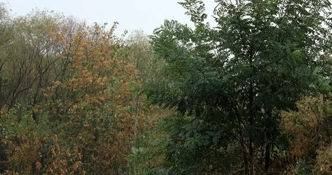 Rainy day in the deciduous forest - 4K/HD stock video Stock Footage 95395929