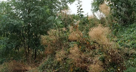 Rainy day in the deciduous forest - 4K/HD stock video Stock Footage 95395930