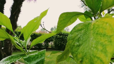 Rainy day the drops fall on the leaves Stock Footage 196313429
