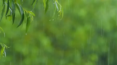 Rainy day, drops falling from green leaves Stock Footage