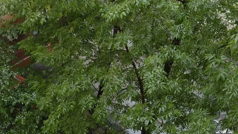 Rainy day with drops pouring down on a green tree. 4k Stock Footage 97852626