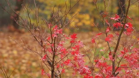 Rainy Day in the Fall Stock Footage 49695371
