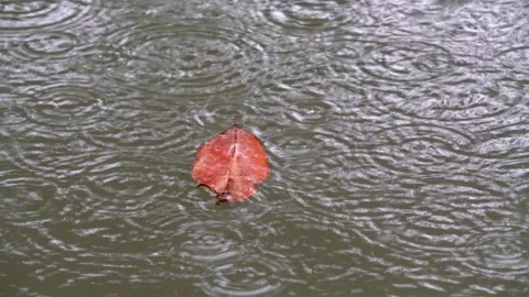 On the rainy day, a fallen leaf in the pond Vídeo Stock 157948959