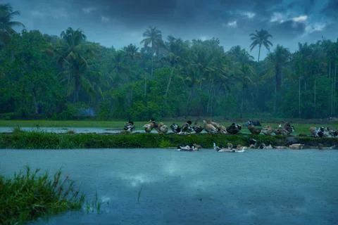 Rainy day -  Flock of Ducks Stock Photos