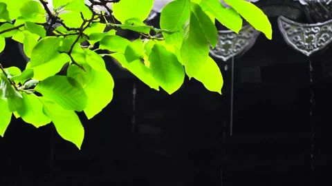 Rainy Day Foliage Against Dark Asian Tiles Stock Footage 346108005