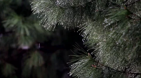 Rainy Day Stock Footage 1442654