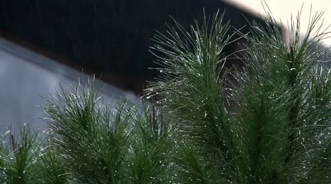 Rainy Day 動画素材 1442702