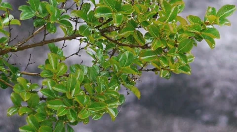 Rainy day. Stock Footage 7603536