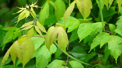 Rainy day Stock-Footage 24704447