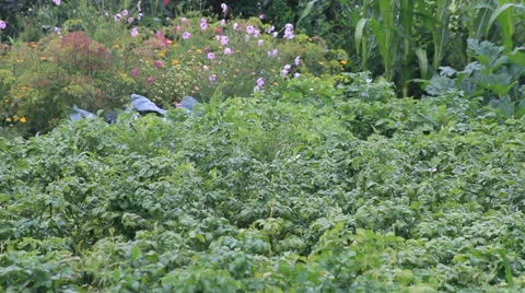 Rainy day Stock Footage 26525148