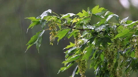 Rainy day Vidéo 38604194