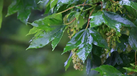 Rainy day Vidéo 38604406