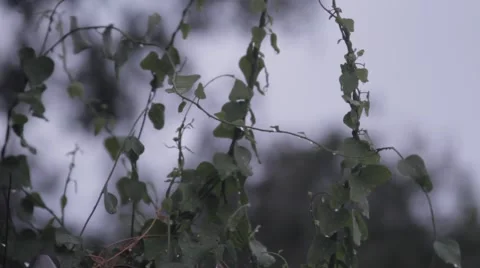 Rainy day Stock-Footage 41755633