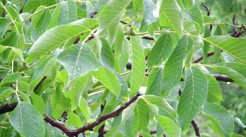 A rainy day Stock Footage 51234725