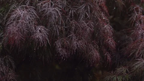 Rainy day, Stock Footage 75172966