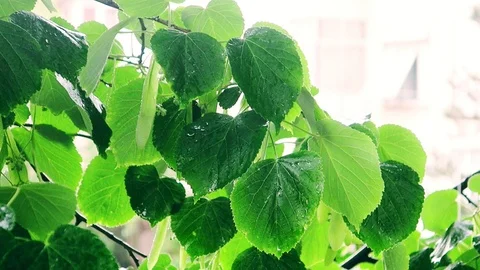 Rainy day Stock Footage 89436073