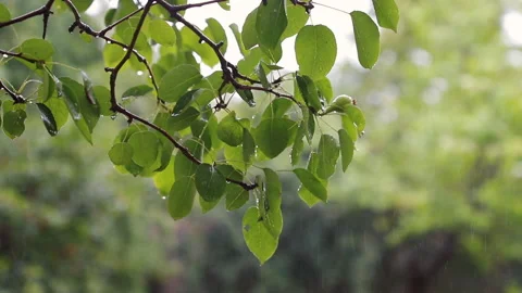 Rainy day Stock Footage 133443714