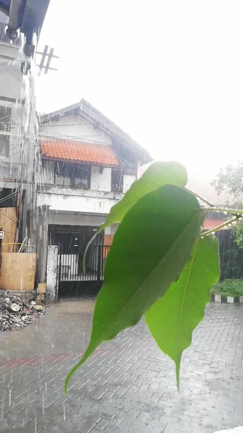 Rainy day Stock Footage 219486460