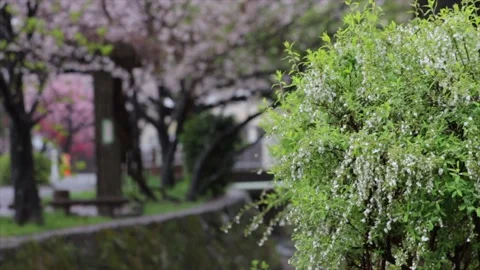 Rainy Day Stock Footage 237138505